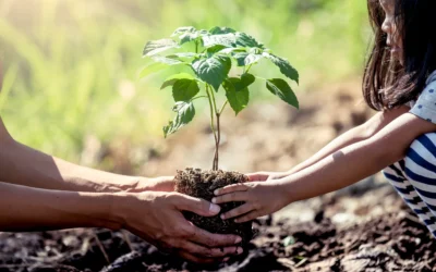 The Beacon Design Collective’s Mini-Forest Initiative